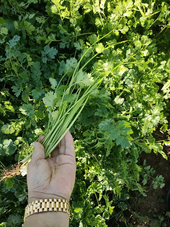 香菜基地